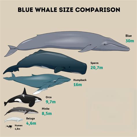 The Astounding Size and Weight of the Blue Whale