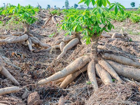 The Basics of Growing Cassava: Soil, Climate, and Planting