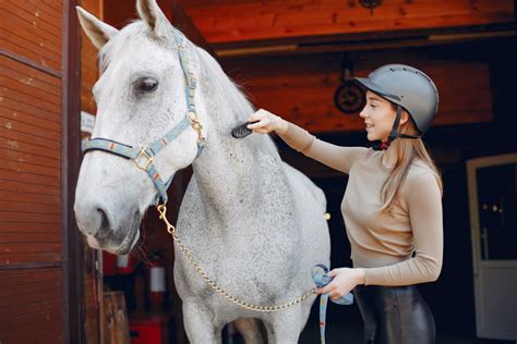 The Basics of Horse Care: Tips and Tricks for Responsible Ownership