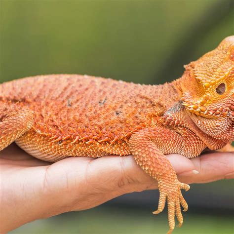 The Bearded Dragon: A Mysterious and Exquisite Being