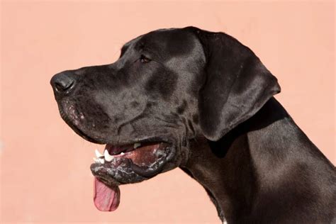 The Beautiful Darkness: Taking Care of a Black Great Dane's Fur