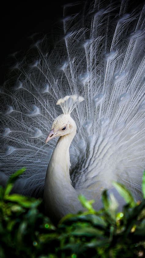 The Beauty and Grace of the White Peacock's Dance