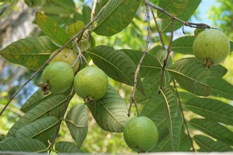 The Beginnings and Historical Significance of Verdant Guava