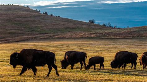 The Benefits of Bison Tourism: A Thriving Economy and a Healthy Ecosystem