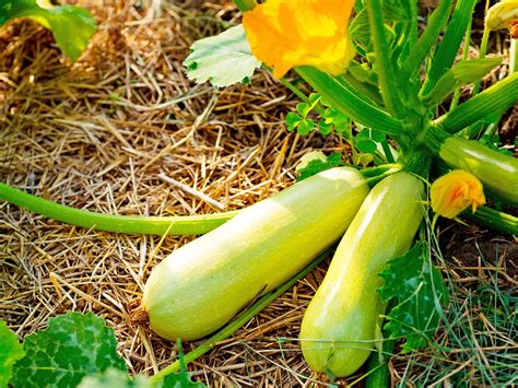 The Benefits of Cultivating Courgettes in Your Garden