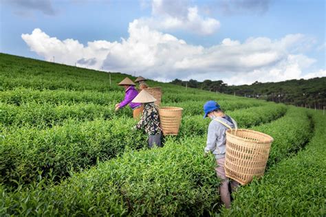 The Benefits of Tea and Exploring Tea Plantations