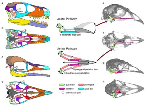 The Bewitching Influence of Avian Crania