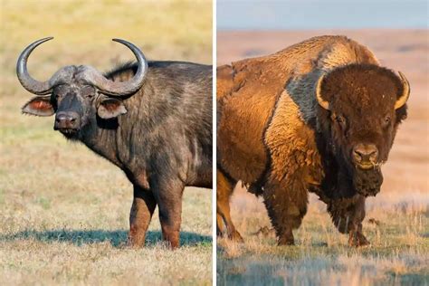 The Bison vs Buffalo Debate: Understanding the Difference