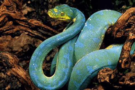 The Blue Python: An Exquisite and Rare Species