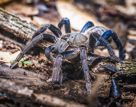 The Blue Tarantula in Ancient Civilizations: Tracing Its Historical Roots