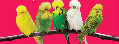 The Bonding Experience: Understanding Budgerigar Social Behavior