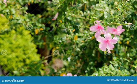 The Breathtaking Grace of Pink Hibiscus: An Enchanting Feast for the Eyes