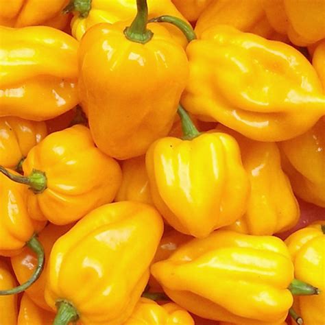 The Bright and Exquisite World of Yellow Capsicum: A Journey into Flavor and Culinary Delights