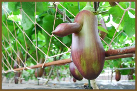 The Brinjal in Mythology and Folklore