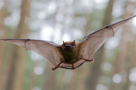 The Brown Bat in the Natural World: A Key Player in Ecosystem Balance