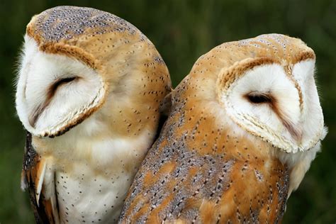 The Brown Owl in Various Cultures and Historical Periods