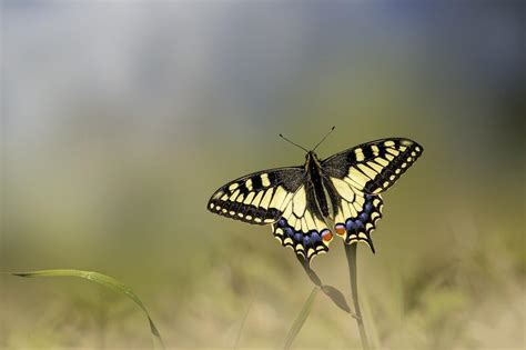 The Butterfly's Significance in Mythology and Folklore