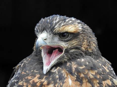 The Call of the Hawk: Delving into the Symbolic Significance of its Cry in Dreams