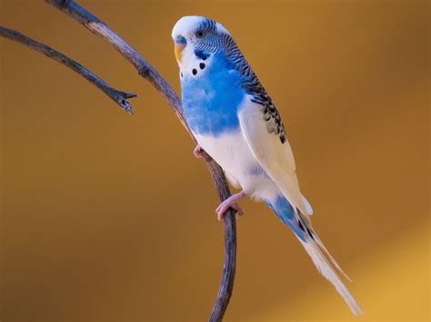 The Captivating Allure of Azure Budgerigars: An In-Depth Exploration of their Exquisite Splendor