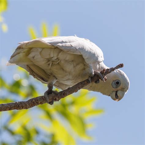 The Captivating Allure of Dreaming about Consuming Avian Creatures