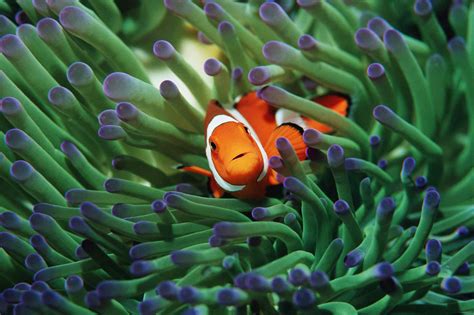 The Captivating Beauty of the Deep-Sea Flora and Fauna