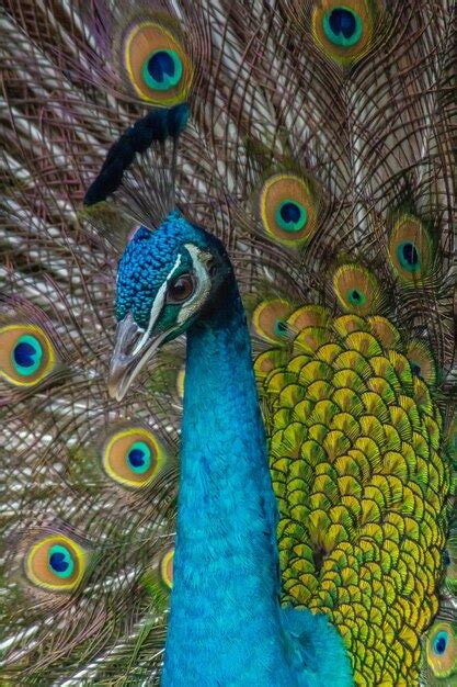 The Captivating Dance of a Majestic Peafowl: Revealing its Exquisite Beauty and Enchanting Magic