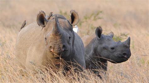 The Captivating Elegance of the Enigmatic Black Rhino