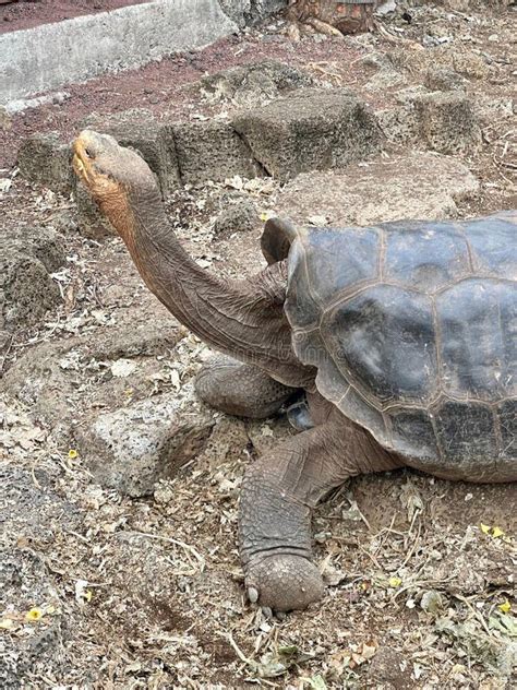 The Captivating Habitat of Colossal Tortoises: A Natural Marvel