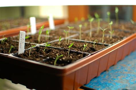 The Captivating Journey from Seed to Tomato Plant