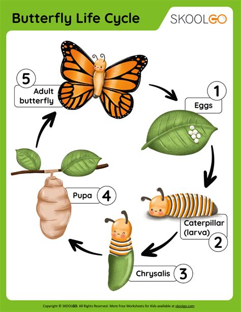 The Captivating Life Cycle of Butterflies