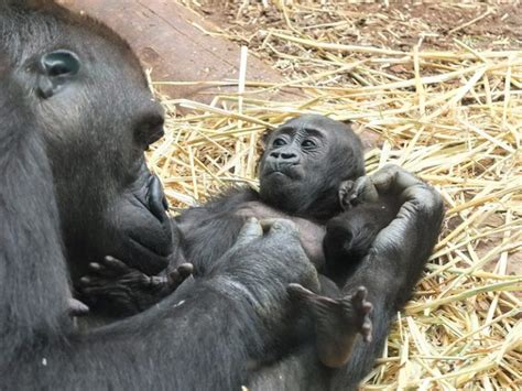 The Captivating Modes of Communication Exhibited by Gorillas