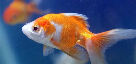 The Captivating Realm of Goldfish: Unveiling the Veiled Significance and Symbolism