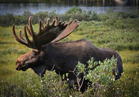 The Captivating Realm of Moose Reveries