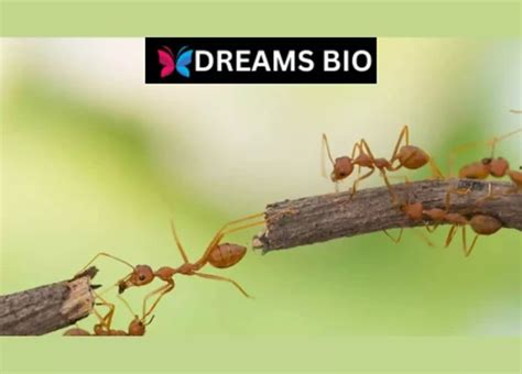 The Captivating Significance of Ants in Dreams