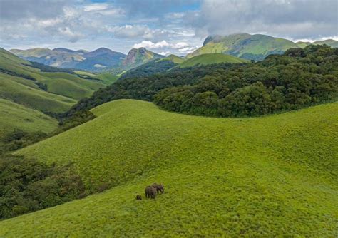 The Captivating Splendor of Elephants in the World of Dreams