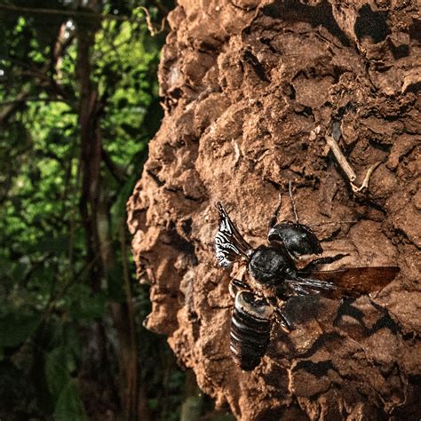 The Captivating Splendor of Giant Bee Species