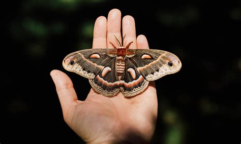 The Captivating Symbolism of a Moth Alighting on Your Visage