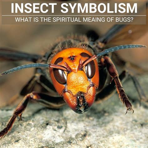 The Captivating Universe of Insect Symbolism Around the Globe