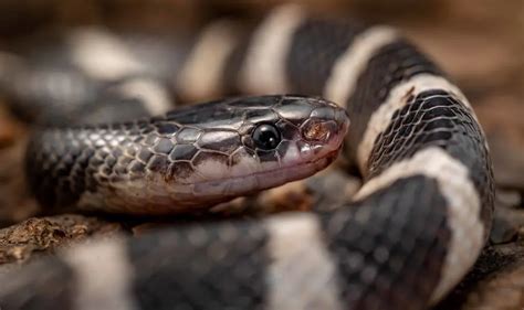 The Captivating World of the Mysterious Banded Serpent