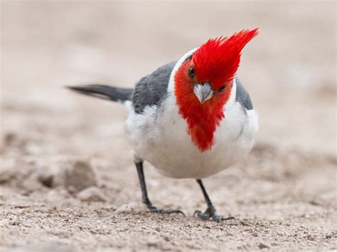 The Cardinal Bird: A Representation of Passion and Vitality