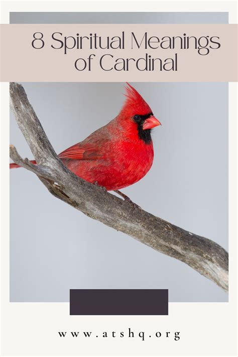 The Cardinal Bird: An Ambassador from the Spirit Realm