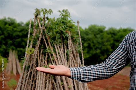 The Cassava Plant: A Vital Source of Sustenance and Vitality