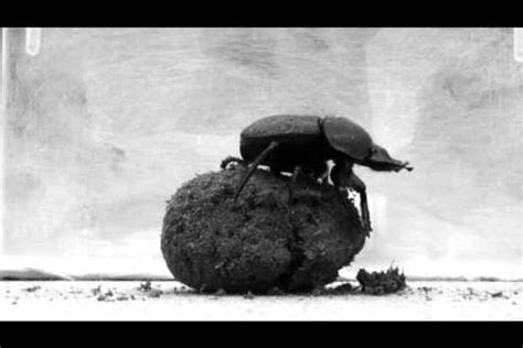 The Celestial Navigational Abilities of Dung Beetles