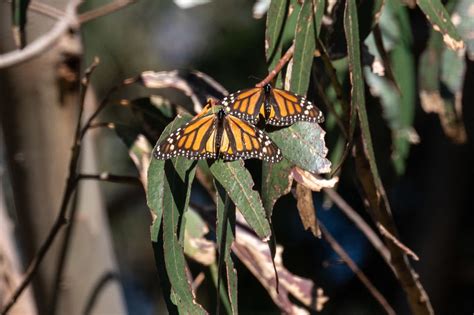 The Challenges Faced by Butterflies and Conservation Efforts