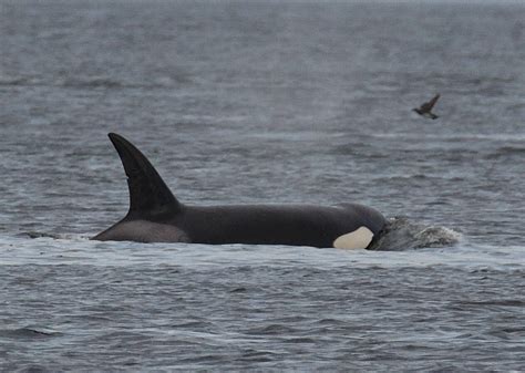 The Challenges Faced by Orcas and How We Can Make a Difference