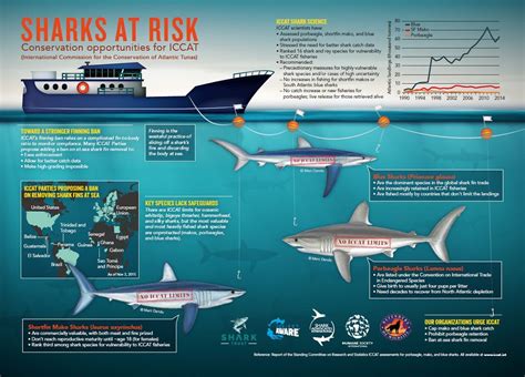 The Challenges Threatening Sharks Today: Addressing the Conservation Obstacles to Safeguard Their Survival