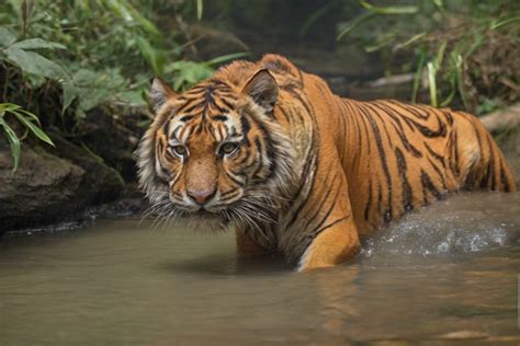 The Challenges and Conservation Efforts for Tigers With Albinism in Their Natural Habitats