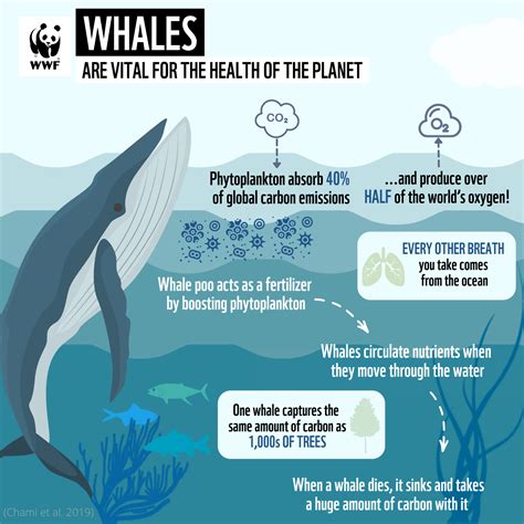 The Challenges and Efforts in Protecting the Magnificent Ocean Giants