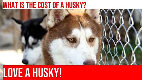 The Challenges and Responsibilities of Caring for a Husky