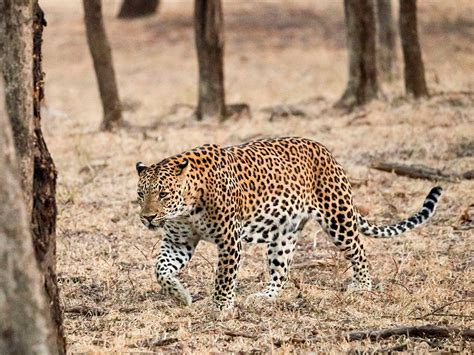 The Challenges and Responsibilities of Owning a Panthera Pardus